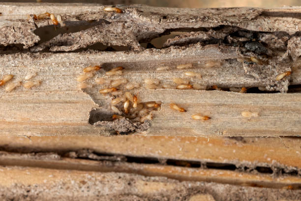 Best Pest Removal Services  in Greenville, TX