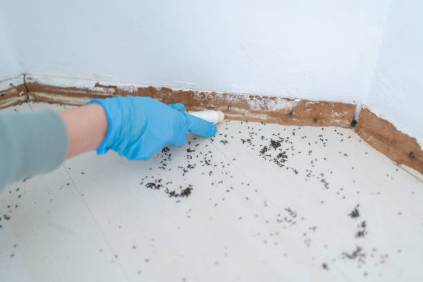 Best Spider Control Near Me  in Greenville, TX